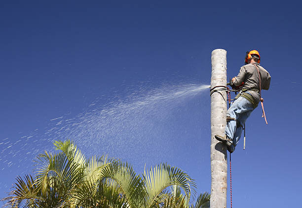 Best Tree Cabling and Bracing  in Republic, WA