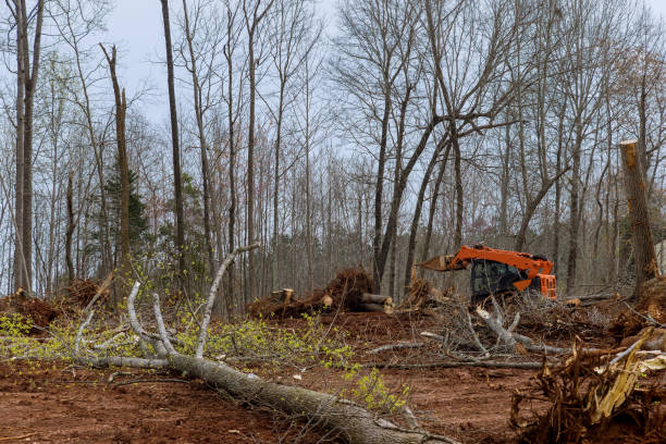 Trusted Republic, WA Tree Care Experts