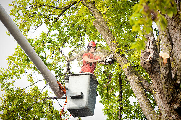 How Our Tree Care Process Works  in  Republic, WA