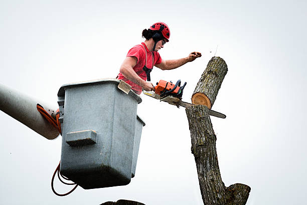 Best Tree Disease Treatment  in Republic, WA