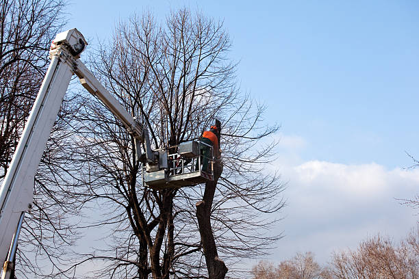 Best Tree Removal  in Republic, WA
