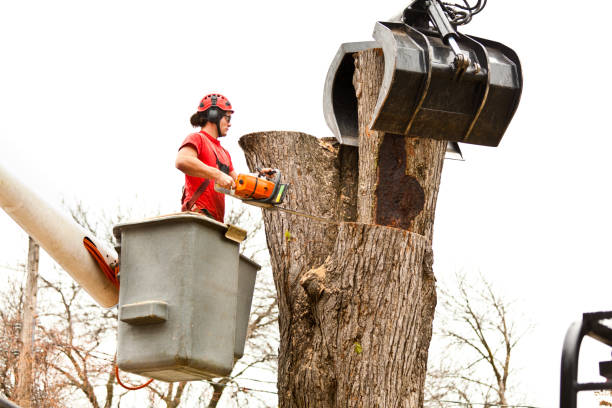 Best Tree Preservation Services  in Republic, WA