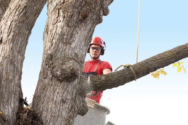 Best Leaf Removal  in Republic, WA